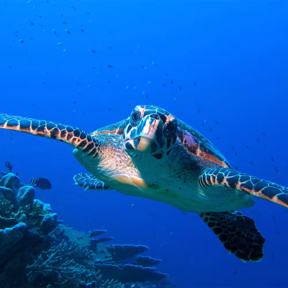 Canareef Resort Maldives Hosts World Turtle Day Marine Conservation Initiative in Addu Atoll