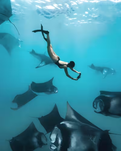 Manta Ray Season Arrives at The Standard, Maldives