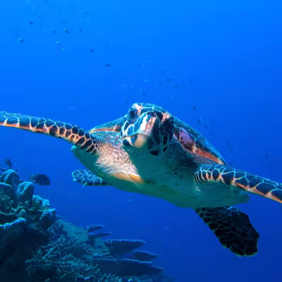 Canareef Resort Maldives Hosts World Turtle Day Marine Conservation Initiative in Addu Atoll